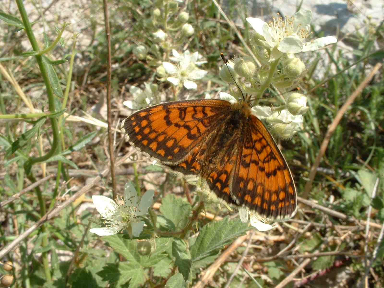 Melitaea athalia (Lepidoptera, Nymphalidae)